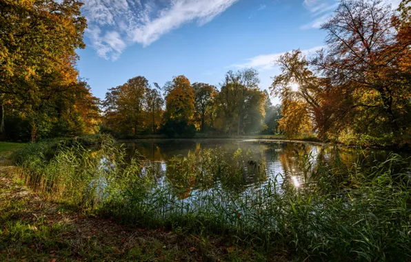 Картинка осень, небо, трава, солнце, деревья, пруд, парк, Нидерланды