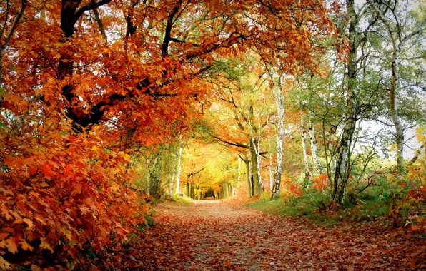 Картинка осень, листья, парк, цвет