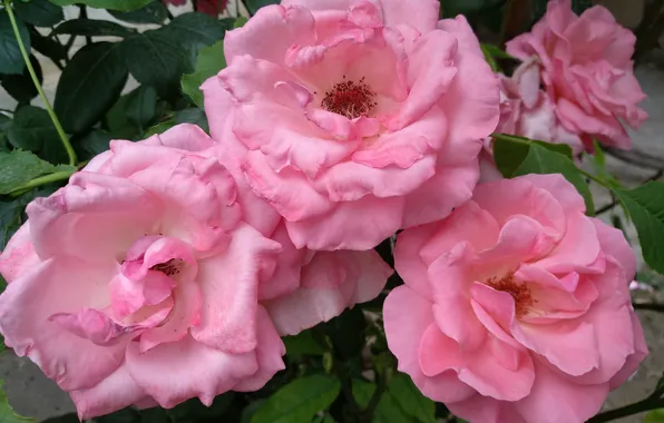 Картинка Розы, Roses, Pink roses, Розовые розы