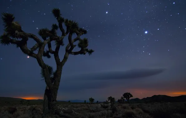 Картинка Песок, Дерево, Ночь, Пустыня, Мексика, Калифорния, США, Звёзды