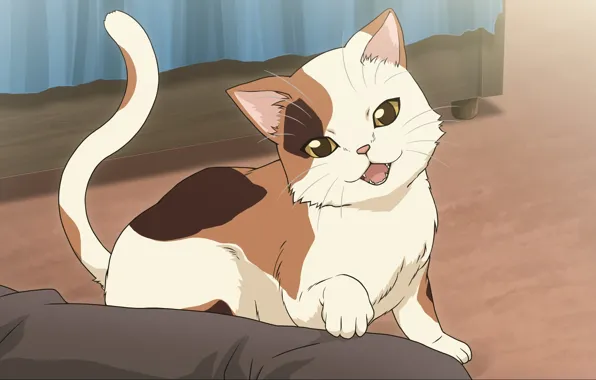 Кошка, парень, suzumiya haruhi no yuutsu