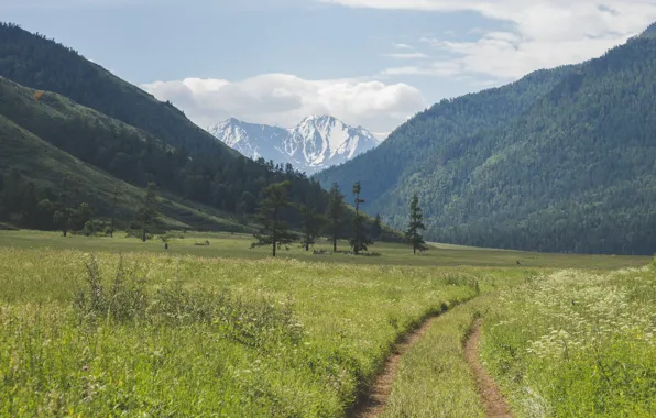 Clouds, Sky, Wood, Mountain, Field, Trees, Yura Lytkin