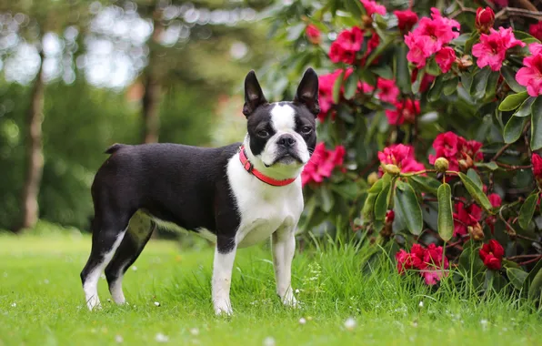 Картинка animals, dog, Boston terrier, smooth-haired