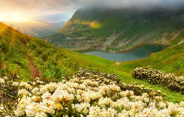 Картинка трава, солнце, цветы, горы, озеро, nature, луга