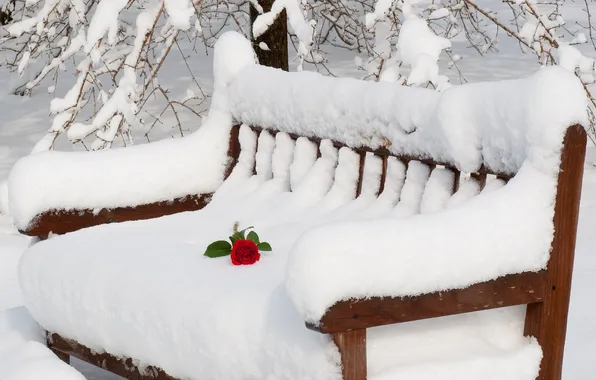 Картинка природа, романтика, роза, Снег, лавочка