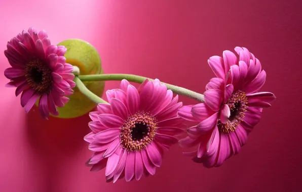 Цветы, герберы, розовый фон