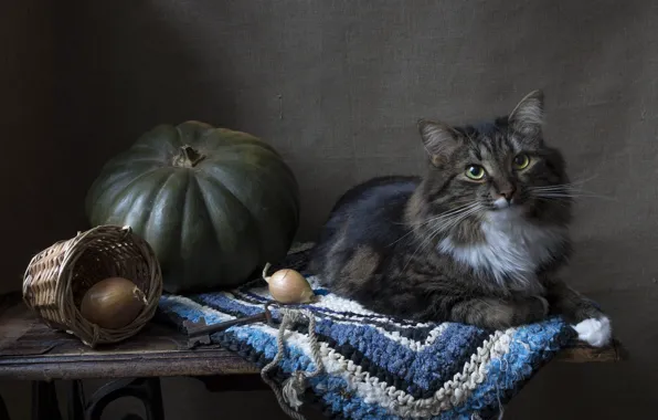 Кошка, кот, взгляд, стол, стена, ключ, лук, лежит
