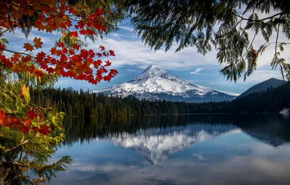 Картинка осень, лес, ветки, озеро, отражение, гора, Орегон, Oregon