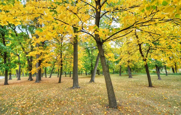 Картинка осень, трава, листья, деревья, парк