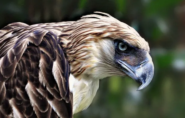 Bird, wildlife, Animal, Philippine Eagle