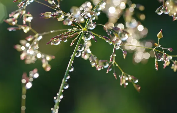 Лето, вода, капли, макро, природа, отражение, фантазии, блеск