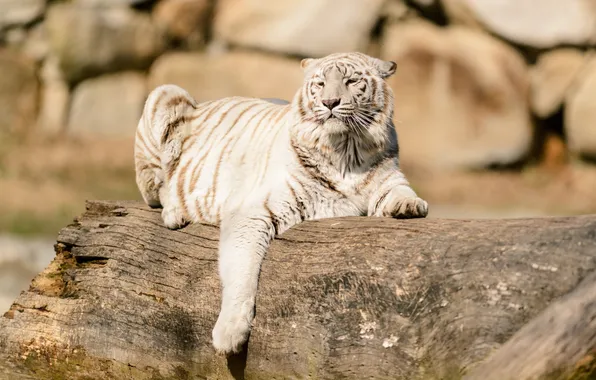 Картинка отдых, хищник, бревно, белый тигр, дикая кошка