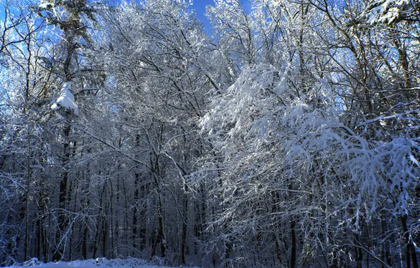 Картинка зима, лес, снег, деревья