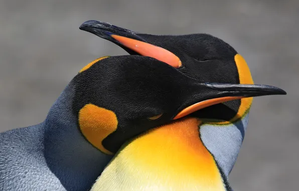 Любовь, птица, пара, пингвин