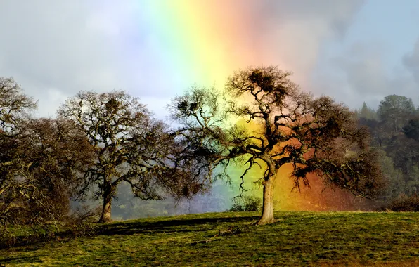 Дерево, радуга, дуб, rainbow oak