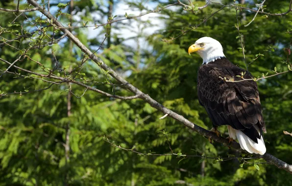 Ветки, листва, белоголовый орлан