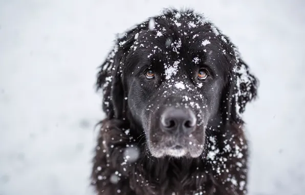Картинка взгляд, снег, друг, пёс