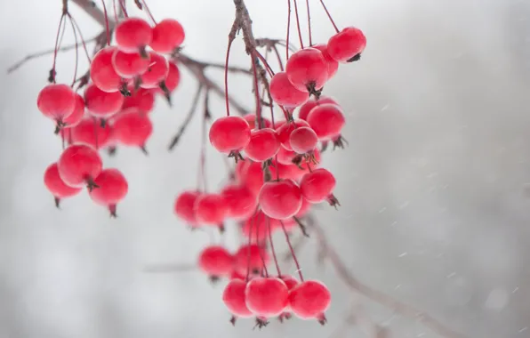 Картинка зима, ветки, ягоды