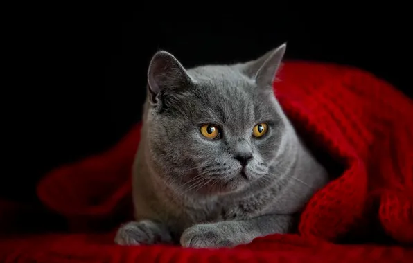 Кошка, кот, взгляд, поза, серый, портрет, лапки, шарф