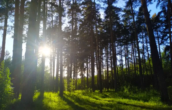 Лес, трава, солнце, лучи, свет, деревья, Березовский.