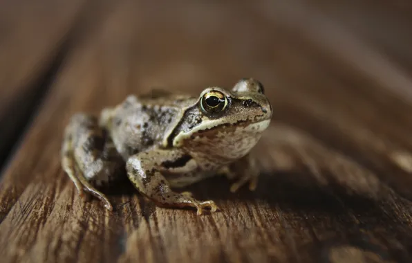 Взгляд, макро, глаз, стол, дерево, лягушка, frog, brown