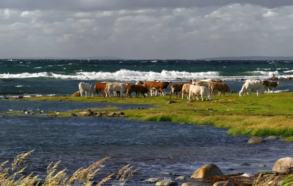 Море, берег, коровы