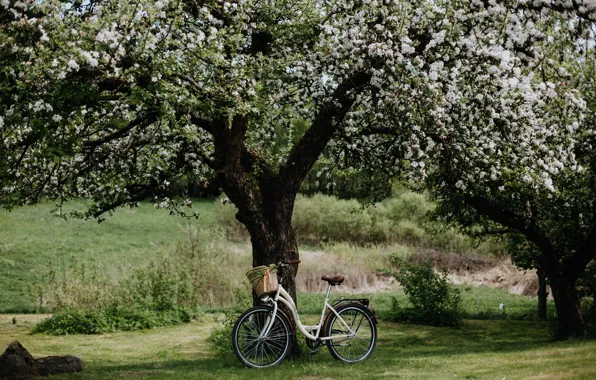 Wallpaper, bicycle, field, nature, flowers, landscapes, tree, bloom
