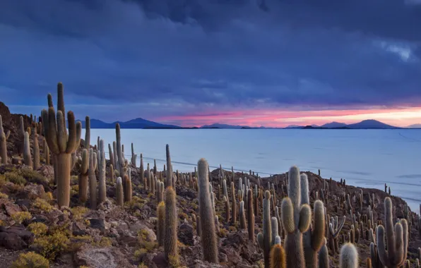 Облака, горы, озеро, кактус, Боливия