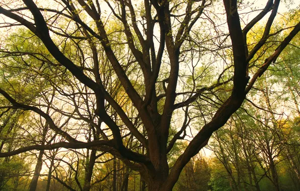 Зелень, Природа, Дерево, Лес