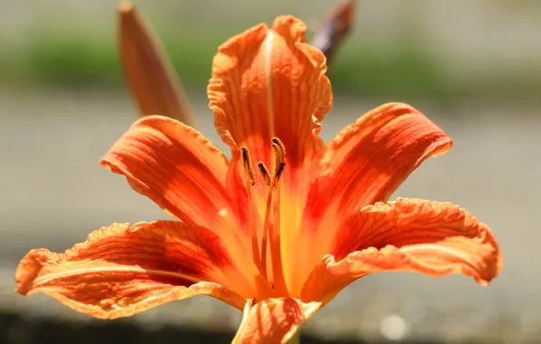 Flower, garden, bloom, lilia