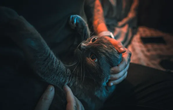 Кошка, на руках, гладят