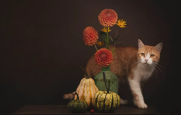 Кошка, кот, взгляд, цветы, поза, темный фон, стол, букет