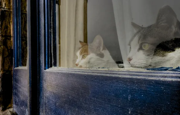 Картинка дом, коты, окно, наблюдение