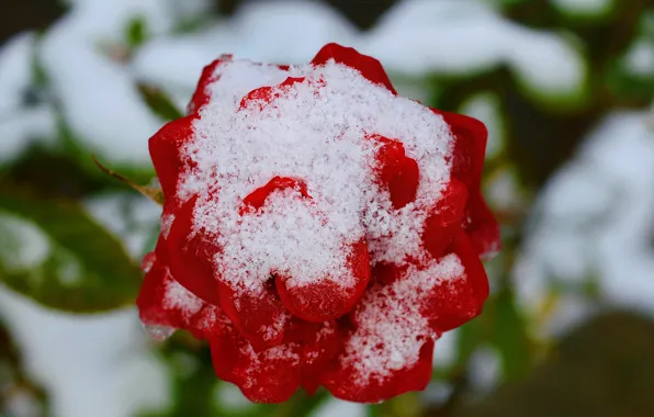 Картинка Зима, Снег, Winter, Snow, Red rose, Красная роза