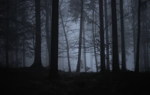 Лес, деревья, природа, туман, сумрак, Filip Čaník