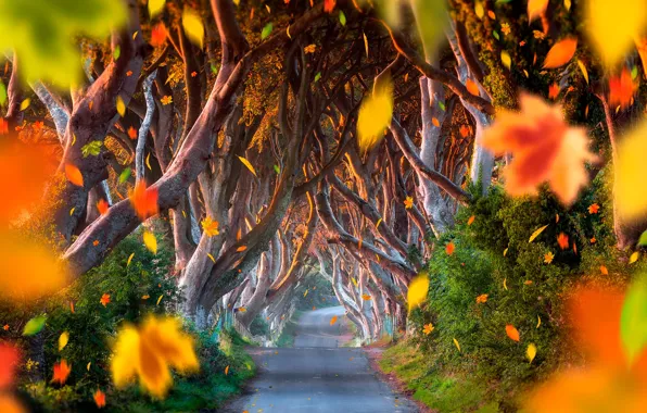 Картинка дорога, осень, лес, листья, деревья, аллея, кусты, боке