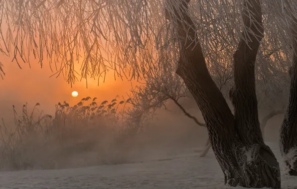 Картинка зима, снег, туман, восход, дерево