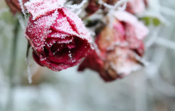 Картинка иней, снег, цветы, розы, лепестки