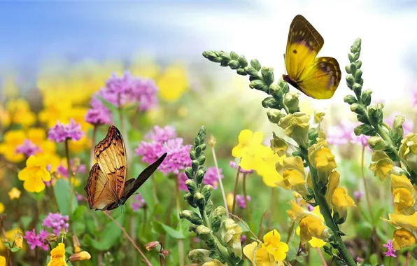 Colorful, nature, flowers, beauty, butterflies