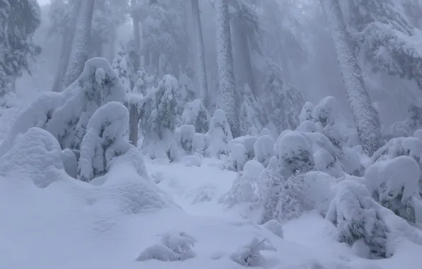 Зима, лес, снег, Канада, сугробы, Ванкувер, Canada, British Columbia
