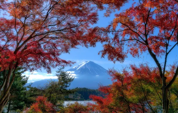 Осень, деревья, озеро, гора, Япония, Japan, Mount Fuji, Фудзияма