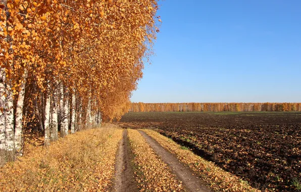 Дорога, поле, осень, берёзы