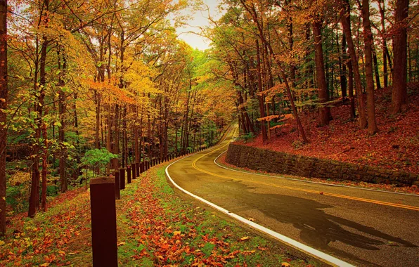 Дорога, осень, лес, листья, деревья, природа, фото