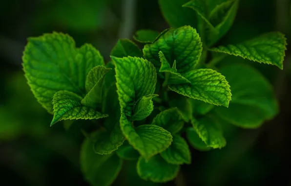 Картинка листья, природа, растение