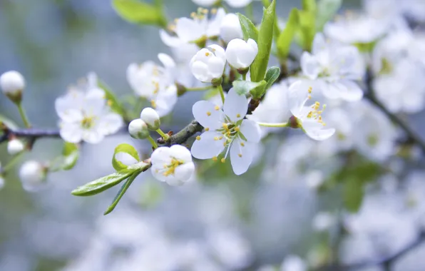 Макро, цветы, природа, ветка, весна, лепестки, белые, яблоня