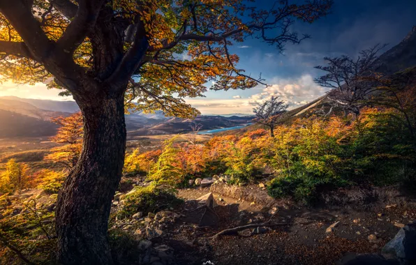 Картинка осень, пейзаж, горы, природа, дерево, растительность, Аргентина, Патагония