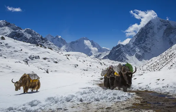 Животные, солнце, снег, горы, быки, Гималаи