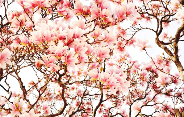 Картинка деревья, цветы, весна, магнолия