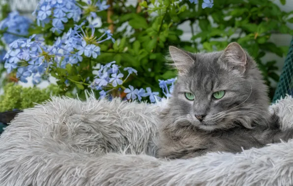 Картинка кошка, взгляд, серая, цветы, портрет, лежит, сад, морда