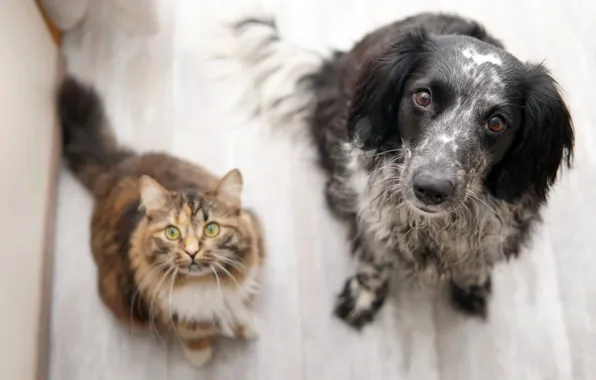 Кошка, кот, взгляд, собака, пол, парочка, друзья, ракурс
